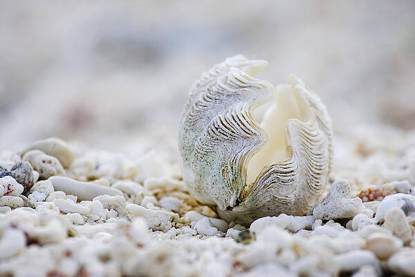 Wall Art - Photograph - Beach Clam by Sean Davey