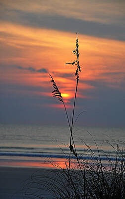 Beach Grass Sunrise by Jeff Bach