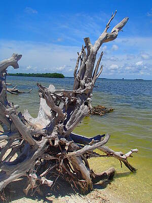 Beach by Jessica Marcinczyk