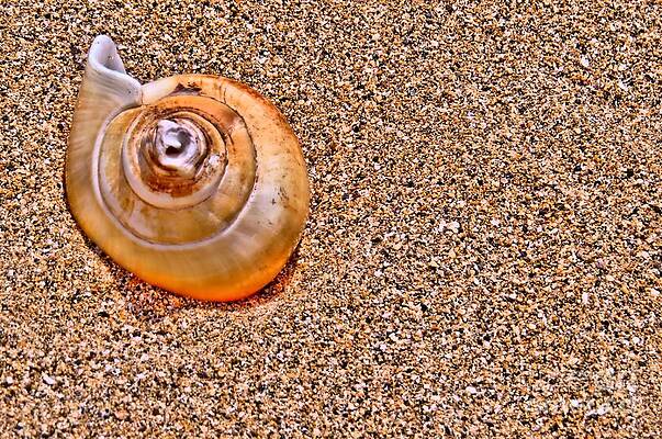 beach shell Maui 2014 by Daymon WILCOX
