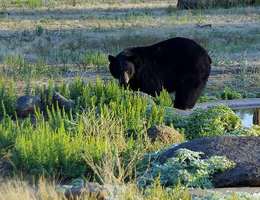Wall Art - Photograph - Bear 3 by Phyllis Spoor