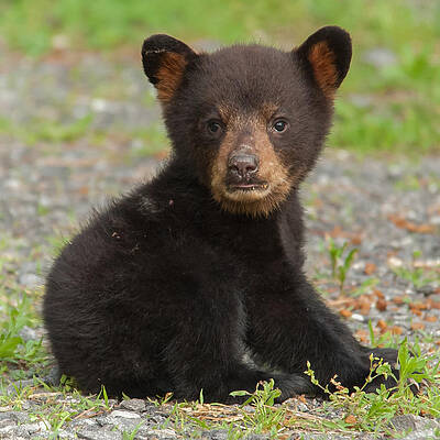 Wall Art - Photograph - Bear Cub by Joye Ardyn Durham