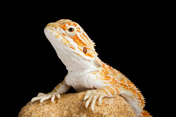 Wall Art - Photograph - Bearded Dragon Pogona Sp. On Rock by David Kenny