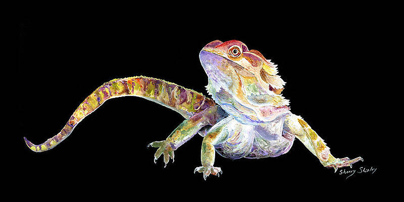 Pencil drawing of a bearded dragon - Garry's Pencil Drawings