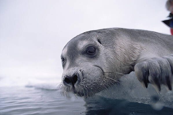 Wall Art - Photograph - Bearded Seal Pup On Ice Edge Arctic by Flip Nicklin