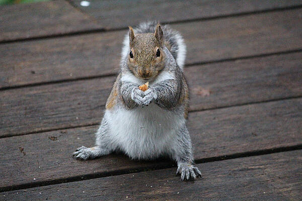 Beast Mode Squirrel by Kym Backland Beast Mode Squirrel by Kym Backland