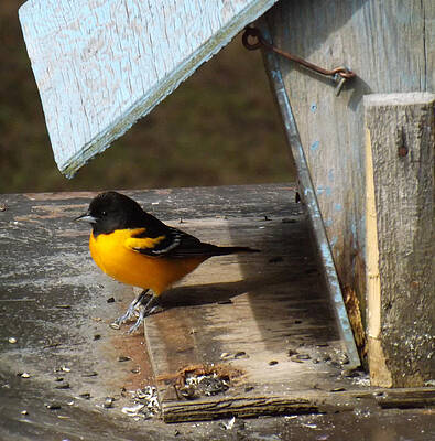 Beautiful Baltimore Oriole by Brenda Brown Beautiful Baltimore Oriole by Brenda Brown