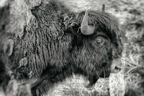 National Park Wall Art featuring the photograph Beautiful Beast - Yellowstone National Park - Wyoming by Bruce Friedman