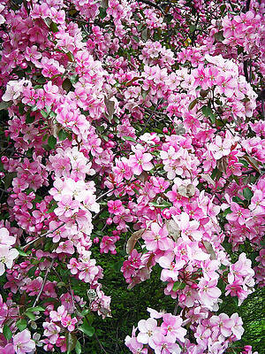 Wall Art - Photograph - Beautiful Blossoms by Aimee L Maher ALM GALLERY