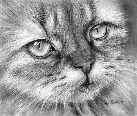 Beautiful Cats Drawings - Fine Art America