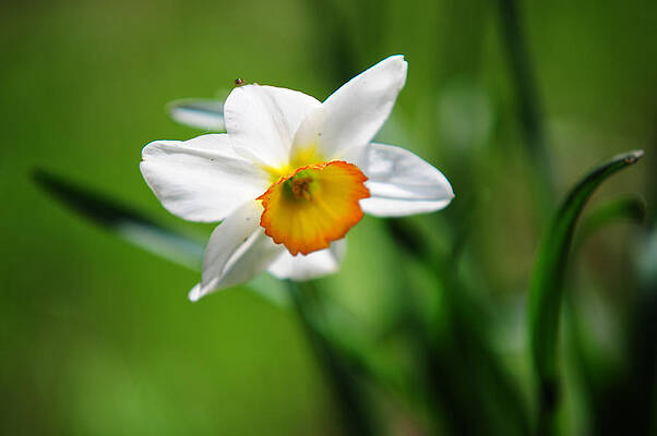 Wall Art - Photograph - Beautiful Daffodil by Jenny Rainbow
