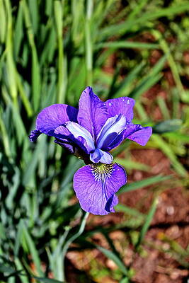 Beautiful Iris by Felix Zapata Beautiful Iris by Felix Zapata