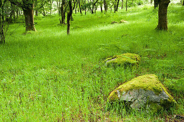 Wall Art - Photograph - Beautiful lush vobrant image of ancient woodland by Matthew Gibson