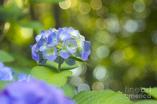 Wall Art - Photograph - Beautiful Violet Hydrangea with Green Leaves and Bokeh Lights by Beverly Claire Kaiya