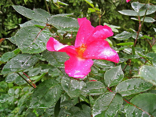Beauty After The Rain by Felix Zapata Beauty After The Rain by Felix Zapata