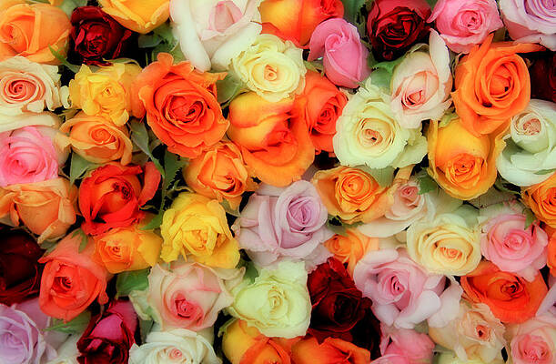 Bed of Roses by TONY GRIDER Bed of Roses by TONY GRIDER