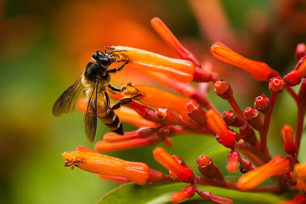 Wall Art - Photograph - Bee on firebush flower by SAURAVphoto Online Store