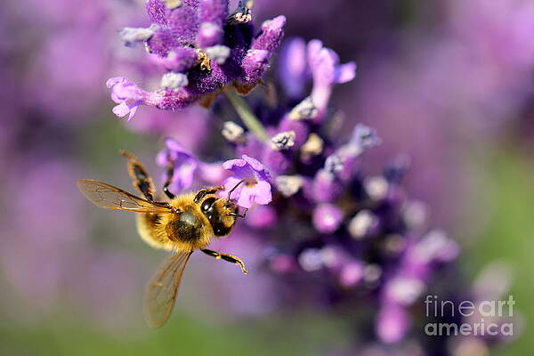 Bee on the Lavender Branch by Amanda Mohler Bee on the Lavender Branch by Amanda Mohler