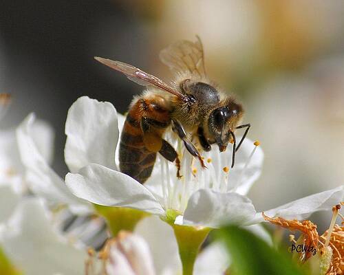 Wall Art - Photograph - Bee4Honey by Patrick Witz