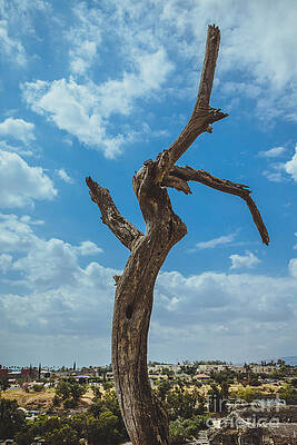 Beit She'an. The Tree. by Daniel Fainberg