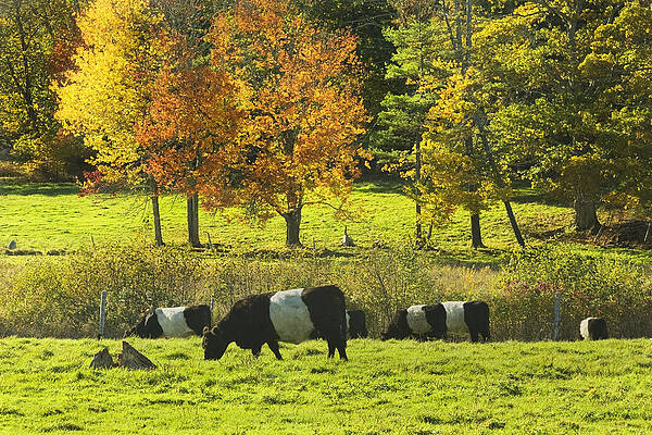 Belted Galloway Cows Grazing On Grass In Rockport Farm Fall Maine Photograph by Keith Webber Jr Belted Galloway Cows Grazing On Grass In Rockport Farm Fall Maine Photograph by Keith Webber Jr