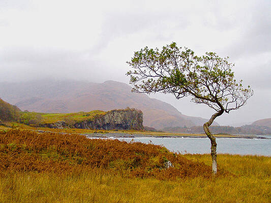 Bent Tree on Mull by MARK EGERTON Bent Tree on Mull by MARK EGERTON