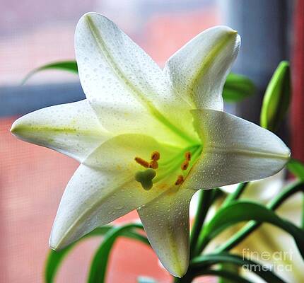 A Perfect Bermuda Easter Lily by Marcus Dagan A Perfect Bermuda Easter Lily by Marcus Dagan