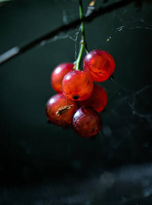 berries by Leif Sohlman berries by Leif Sohlman