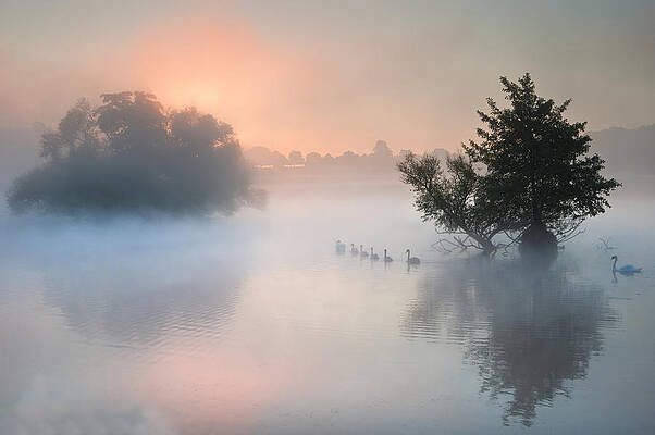 Bevy herd of swans on misty foggy Autumn Fall lake by Matthew Gibson