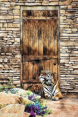 Beware of House Cat Beautiful Tiger by Tracie Kaska Beware of House Cat Beautiful Tiger by Tracie Kaska