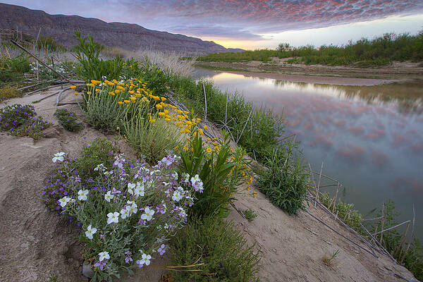 https://render.fineartamerica.com/images/images-profile-flow/400/images-medium-large-5/big-bend-national-park-images-wildflowers-at-sunrise-along-the-rob-greebon.jpg