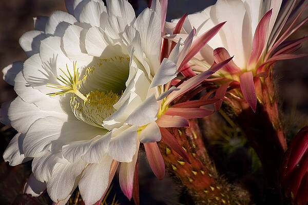 Wall Art - Photograph - Big Bertha Blooms by Leda Robertson