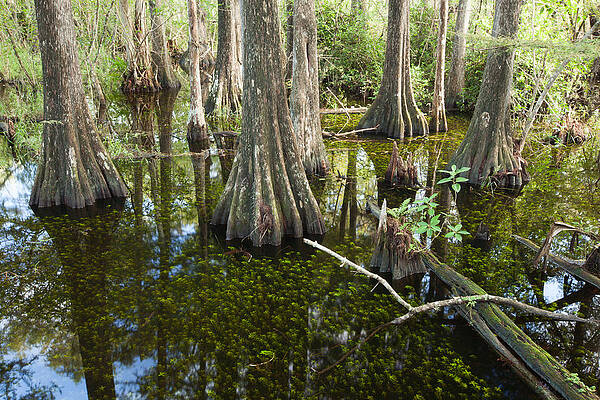 Wall Art - Photograph - Big Cypress Swamp by Doug McPherson