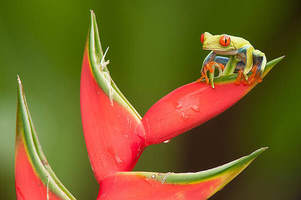Big Eyes by Jeff Wendorff