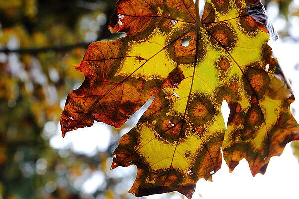 Wall Art - Photograph - Big Leaf Maple by David Andersen