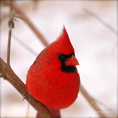 BIG RED CARDINAL BIRD IN SNOW by Peggy Franz BIG RED CARDINAL BIRD IN SNOW by Peggy Franz