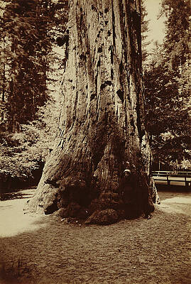 Wall Art - Drawing - Big Tree Felton Redwood, Santa Cruz Carleton Watkins by Litz Collection