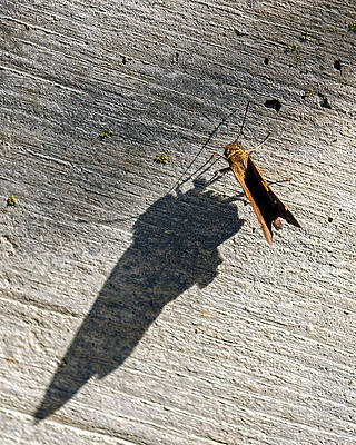 Wall Art - Photograph - Bigger A Skipper and its Shadow by Kevin Anderson