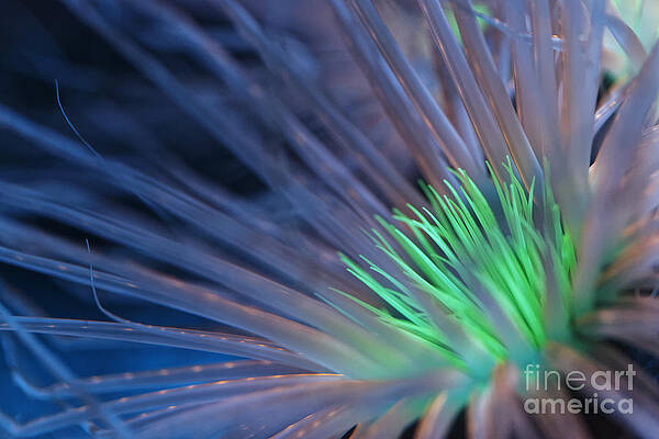 Bioluminescent Anemone by James L Davidson Bioluminescent Anemone by James L Davidson