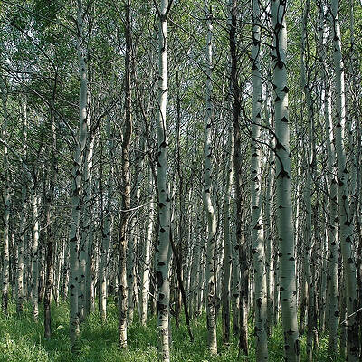 Birch Tree Eyes by David Armstrong Birch Tree Eyes by David Armstrong