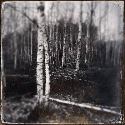 Wall Art - Photograph - Birch trees in enchanted forest by Matthias Hauser