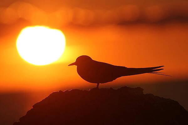 Enjoy the Sunset by Dreamland Media Enjoy the Sunset by Dreamland Media