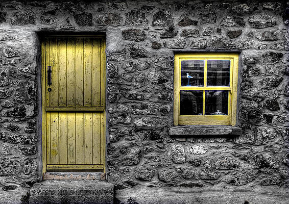 Wall Art - Photograph - Bird in the Window by Nigel R Bell