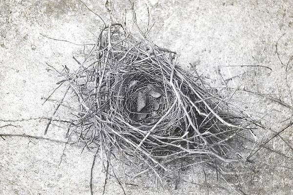 Bird Nest In Black and White by Suzanne Powers Bird Nest In Black and White by Suzanne Powers