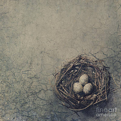 Bird Nest by Jelena Jovanovic Bird Nest by Jelena Jovanovic