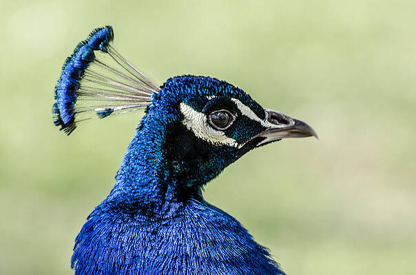 Wall Art - Photograph - Bird of Juno by Winnie Chrzanowski