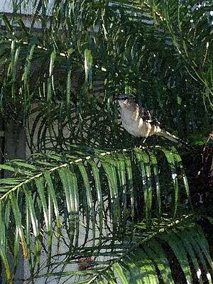 Bird on a Branch by George Pedro Bird on a Branch by George Pedro