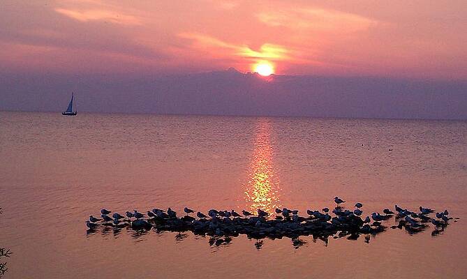 Birds and Boats at sunset by Dawn Koepp