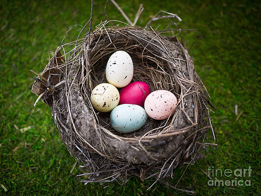 Wall Art - Photograph - Bird's Nest with Easter Eggs by Edward Fielding