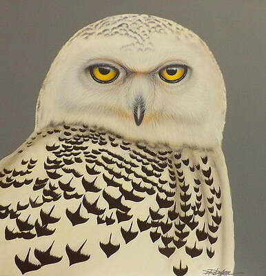 Birds of a Feather by Darren Robinson Birds of a Feather by Darren Robinson